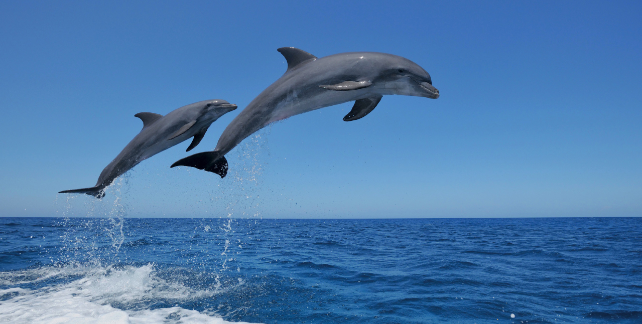 Летучий Дельфин